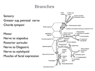 Sensory
Greater sup. petrosal nerve
Chorda tympani
Motor
Nerve to stapedius
Posterior auricular
Nerve to Diagastric
Nerve to stylohyoid
Muscles of facial expression
Branches
 