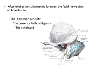  After exiting the stylomastoid foramen, the facial nerve gives
off branches to
The posterior auricular
The posterior belly of digastric
The stylohyoid
 