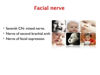 Facial nerve
 Seventh CN- mixed nerve.
 Nerve of second brachial arch
 Nerve of facial expression.
 