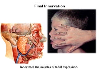 Final Innervation
Innervates the muscles of facial expression.
 