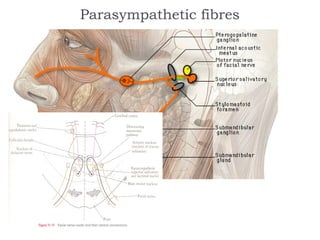 Parasympathetic fibres
 