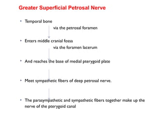  Temporal bone
via the petrosal foramen
 Enters middle cranial fossa
via the foramen lacerum
 And reaches the base of medial pterygoid plate
 Meet sympathetic fibers of deep petrosal nerve.
 The parasympathetic and sympathetic fibers together make up the
nerve of the pterygoid canal
Greater Superficial Petrosal Nerve
 