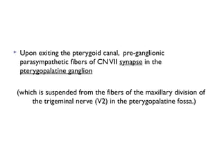  Upon exiting the pterygoid canal, pre-ganglionic
parasympathetic fibers of CNVII synapse in the
pterygopalatine ganglion
(which is suspended from the fibers of the maxillary division of
the trigeminal nerve (V2) in the pterygopalatine fossa.)
 
