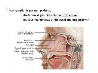  Post-ganglionic parasympathetic
the lacrimal gland (via the lacrimal nerve)
mucous membranes of the nasal and oral pharynx
 