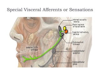 Special Visceral Afferents or Sensations
 