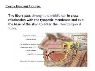 Corda Tympani Course
The fibers pass through the middle ear in close
relationship with the tympanic membrane and exit
the base of the skull to enter the inferotemporal
fossa.
 
