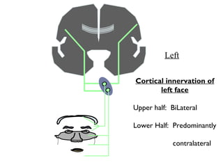 Cortical innervation of
left face
Upper half: BiLateral
Lower Half: Predominantly
contralateral
Left
 
