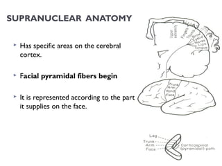 SUPRANUCLEAR ANATOMY
 Has specific areas on the cerebral
cortex.
 Facial pyramidal fibers begin
 It is represented according to the part
it supplies on the face.
 