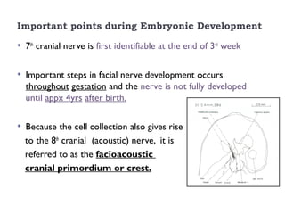 Important points during Embryonic Development
• 7th
cranial nerve is first identifiable at the end of 3rd
week
• Important steps in facial nerve development occurs
throughout gestation and the nerve is not fully developed
until appx 4yrs after birth.
• Because the cell collection also gives rise
to the 8th
cranial (acoustic) nerve, it is
referred to as the facioacoustic
cranial primordium or crest.
 