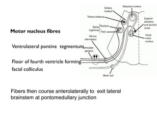 Motor nucleus fibres
Ventrolateral pontine tegmentum
Floor of fourth ventricle forming
facial colliculus
Fibers then course anterolaterally to exit lateral
brainstem at pontomedullary junction
 