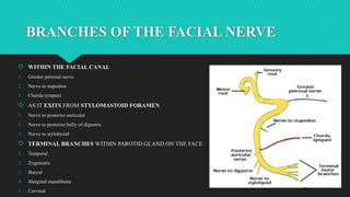 FACIAL NERVE AND ITS APPLIED ANATOMY BY Dr. AASTHA DUBEY | PPTX