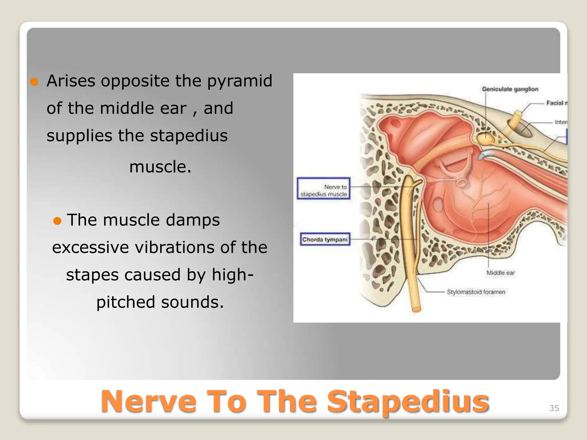 Facial nerve and its extracranial and intracranial rots | PPTX
