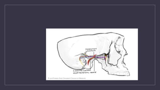 FACIAL NERVE (CN VII) anatomy and details | PPTX