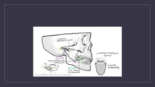 FACIAL NERVE (CN VII) anatomy and details | PPTX