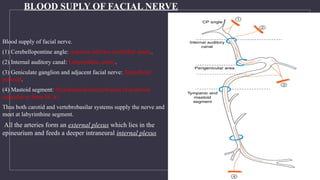 FACIAL NERVE (CN VII) anatomy and details | PPTX