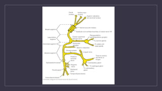 FACIAL NERVE (CN VII) anatomy and details | PPTX