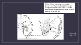FACIAL NERVE (CN VII) anatomy and details | PPTX