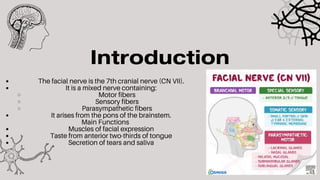 Comprehensive Neuroanatomy of the Facial Nerve (CN VII): Structure ...