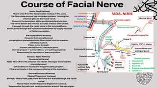 Comprehensive Neuroanatomy of the Facial Nerve (CN VII): Structure ...