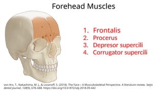 Facial Nerve & Facial Muscles Anatomy - EGA.pptx
