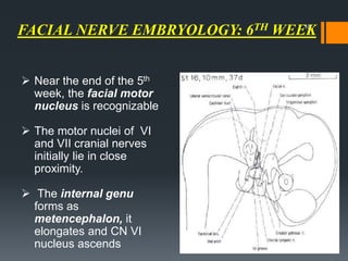 FACIAL NERVE EMBRYOLOGY: 6TH WEEK
 Near the end of the 5th
week, the facial motor
nucleus is recognizable
 The motor nuclei of VI
and VII cranial nerves
initially lie in close
proximity.
 The internal genu
forms as
metencephalon, it
elongates and CN VI
nucleus ascends
10
 