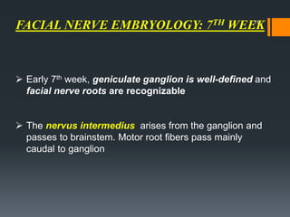FACIAL NERVE EMBRYOLOGY: 7TH WEEK
 Early 7th week, geniculate ganglion is well-defined and
facial nerve roots are recognizable
 The nervus intermedius arises from the ganglion and
passes to brainstem. Motor root fibers pass mainly
caudal to ganglion
11
 