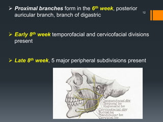 Proximal branches form in the 6th week, posterior
auricular branch, branch of digastric
 Early 8th week temporofacial and cervicofacial divisions
present
 Late 8th week, 5 major peripheral subdivisions present
12
 