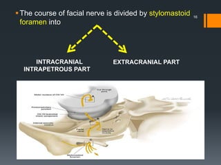 The course of facial nerve is divided by stylomastoid
foramen into
INTRACRANIAL
INTRAPETROUS PART
EXTRACRANIAL PART
16
 