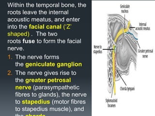 Within the temporal bone, the
roots leave the internal
acoustic meatus, and enter
into the facial canal (‘Z’
shaped) . The two
roots fuse to form the facial
nerve.
1. The nerve forms
the geniculate ganglion
2. The nerve gives rise to
the greater petrosal
nerve (parasympathetic
fibres to glands), the nerve
to stapedius (motor fibres
to stapedius muscle), and
18
 