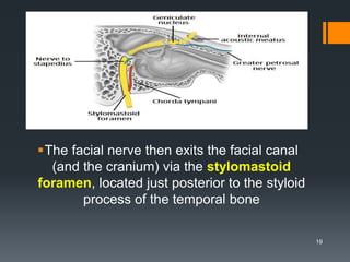 The facial nerve then exits the facial canal
(and the cranium) via the stylomastoid
foramen, located just posterior to the styloid
process of the temporal bone
19
 