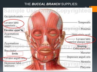29
Elevates upper lip
Smile
Snoring
THE BUCCAL BRANCH SUPPLIES:
 