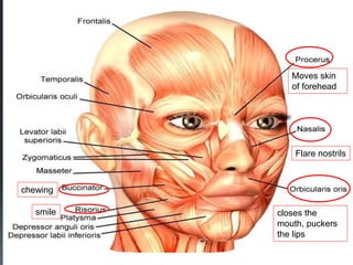 30
Moves skin
of forehead
Flare nostrils
closes the
mouth, puckers
the lips
chewing
smile
 