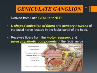 GENICULATE GANGLION
• Derived from Latin GENU = "KNEE“
• L-shaped collection of fibers and sensory neurons of
the facial nerve located in the facial canal of the head.
• Receives fibers from the motor, sensory, and
parasympathetic components of the facial nerve
33
 