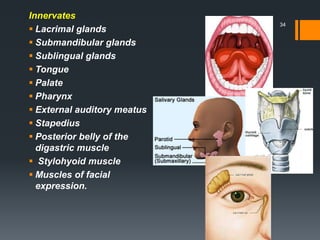 Innervates
 Lacrimal glands
 Submandibular glands
 Sublingual glands
 Tongue
 Palate
 Pharynx
 External auditory meatus
 Stapedius
 Posterior belly of the
digastric muscle
 Stylohyoid muscle
 Muscles of facial
expression.
34
 