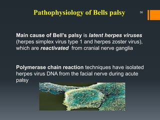 Pathophysiology of Bells palsy
Main cause of Bell's palsy is latent herpes viruses
(herpes simplex virus type 1 and herpes zoster virus),
which are reactivated from cranial nerve ganglia
Polymerase chain reaction techniques have isolated
herpes virus DNA from the facial nerve during acute
palsy
56
 