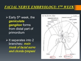 FACIAL NERVE EMBRYOLOGY: 5TH WEEK
 Early 5th week, the
geniculate
ganglion forms
from distal part of
primordium
 It separates into 2
branches: main
trunk of facial nerve
and chorda tympani
9
 