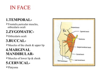 Comprehensive Overview of the Facial Nerve: Anatomy, Function, and ...