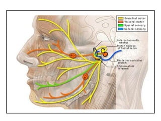 Comprehensive Overview of the Facial Nerve: Anatomy, Function, and ...