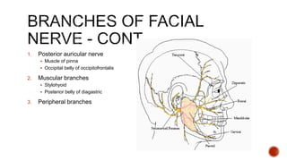 1. Posterior auricular nerve
 Muscle of pinna
 Occipital belly of occipitofrontalis
2. Muscular branches
 Stylohyoid
 Posterior belly of diagastric
3. Peripheral branches
 