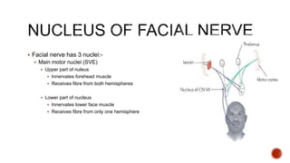  Facial nerve has 3 nuclei:-
 Main motor nuclei (SVE)
 Upper part of nuleus
 Innervates forehead muscle
 Receives fibre from both hemispheres
 Lower part of nucleus
 Innervates lower face muscle
 Receives fibre from only one hemisphere
 