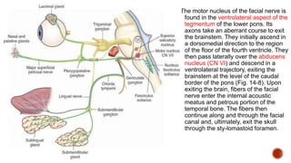 The motor nucleus of the facial nerve is
found in the ventrolateral aspect of the
tegmentum of the lower pons. Its
axons take an aberrant course to exit
the brainstem. They initially ascend in
a dorsomedial direction to the region
of the floor of the fourth ventricle. They
then pass laterally over the abducens
nucleus (CN VI) and descend in a
ventrolateral trajectory, exiting the
brainstem at the level of the caudal
border of the pons (Fig. 14-8). Upon
exiting the brain, fibers of the facial
nerve enter the internal acoustic
meatus and petrous portion of the
temporal bone. The fibers then
continue along and through the facial
canal and, ultimately, exit the skull
through the sty-lomastoid foramen.
 