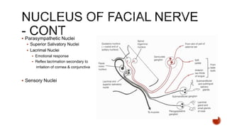  Parasympathetic Nuclei
 Superior Salivatory Nuclei
 Lacrimal Nuclei
 Emotional response
 Reflex lacrimation secondary to
irritation of cornea & conjunctiva
 Sensory Nuclei
 
