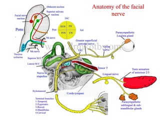 Facial nerve palsy.7th cranial nerve of the system | PPTX