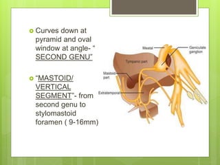  Curves down at
pyramid and oval
window at angle- “
SECOND GENU”
 “MASTOID/
VERTICAL
SEGMENT”- from
second genu to
stylomastoid
foramen ( 9-16mm). `
 