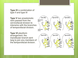 Type IV a combination of
type II and type III
Type V two anastomotic
rami passed from the
cervicofacial division to
interwine with the branches
of temporofacial division.
Type VI plexiform
arrangement, the
mandibular branch sent
twig to join any members of
the temporofacial division.
 