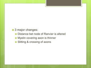  3 major changes:
 Distance bet node of Ranvier is altered
 Myelin covering axon is thinner
 Slitting & crossing of axons
 