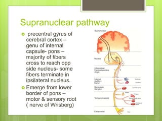 Supranuclear pathway
 precentral gyrus of
cerebral cortex –
genu of internal
capsule- pons –
majority of fibers
cross to reach opp
side nucleus- some
fibers terminate in
ipsilateral nucleus.
 Emerge from lower
border of pons –
motor & sensory root
( nerve of Wrisberg)
 