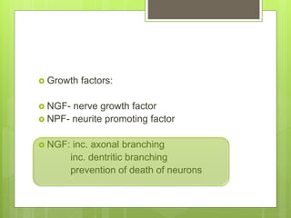  Growth factors:
 NGF- nerve growth factor
 NPF- neurite promoting factor
 NGF: inc. axonal branching
inc. dentritic branching
prevention of death of neurons
 
