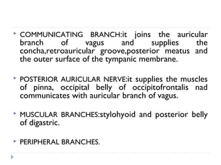  COMMUNICATING BRANCH:it joins the auricular
branch of vagus and supplies the
concha,retroauricular groove,posterior meatus and
the outer surface of the tympanic membrane.
 POSTERIOR AURICULAR NERVE:it supplies the muscles
of pinna, occipital belly of occipitofrontalis nad
communicates with auricular branch of vagus.
 MUSCULAR BRANCHES:stylohyoid and posterior belly
of digastric.
 PERIPHERAL BRANCHES.
 