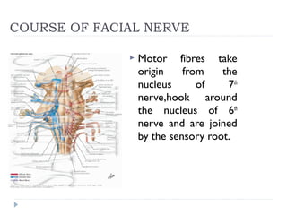 COURSE OF FACIAL NERVE
 Motor fibres take
origin from the
nucleus of 7th
nerve,hook around
the nucleus of 6th
nerve and are joined
by the sensory root.
 